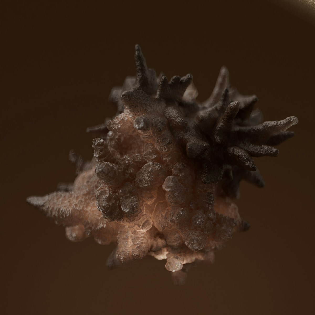 A close-up of a spiky, textured object