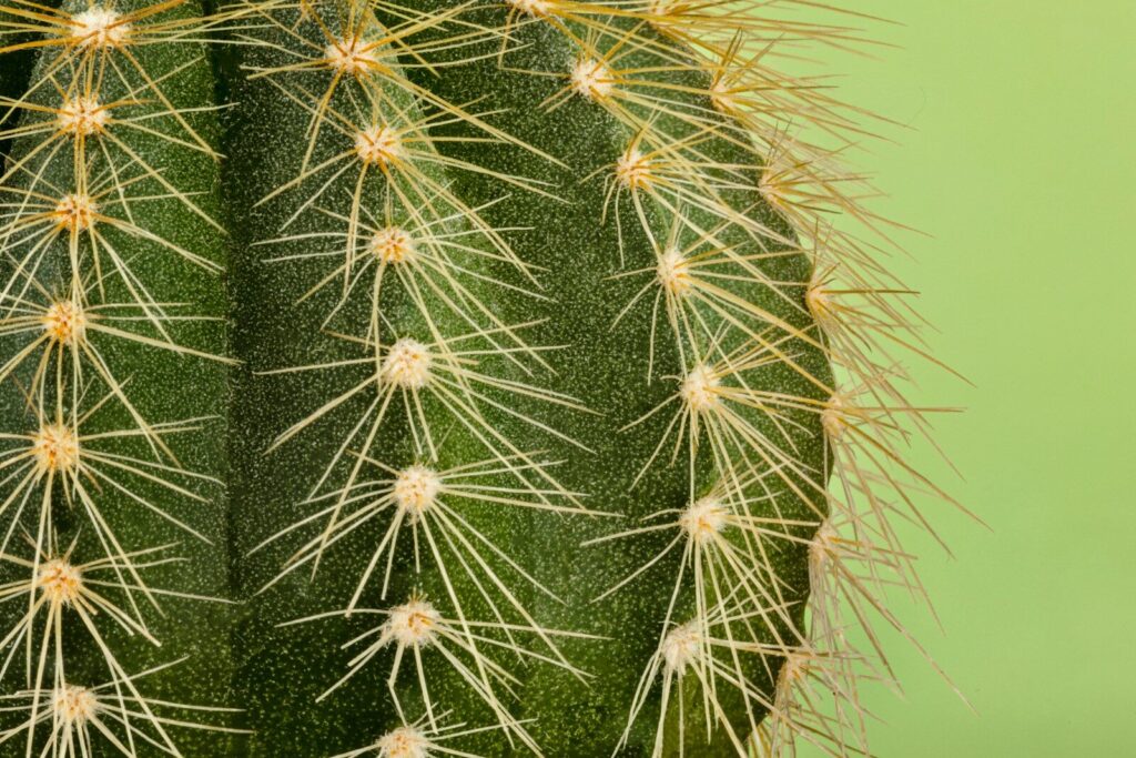 Close-up of a green cactus with sharp spines
