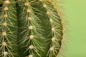 Close-up of a green cactus with sharp spines