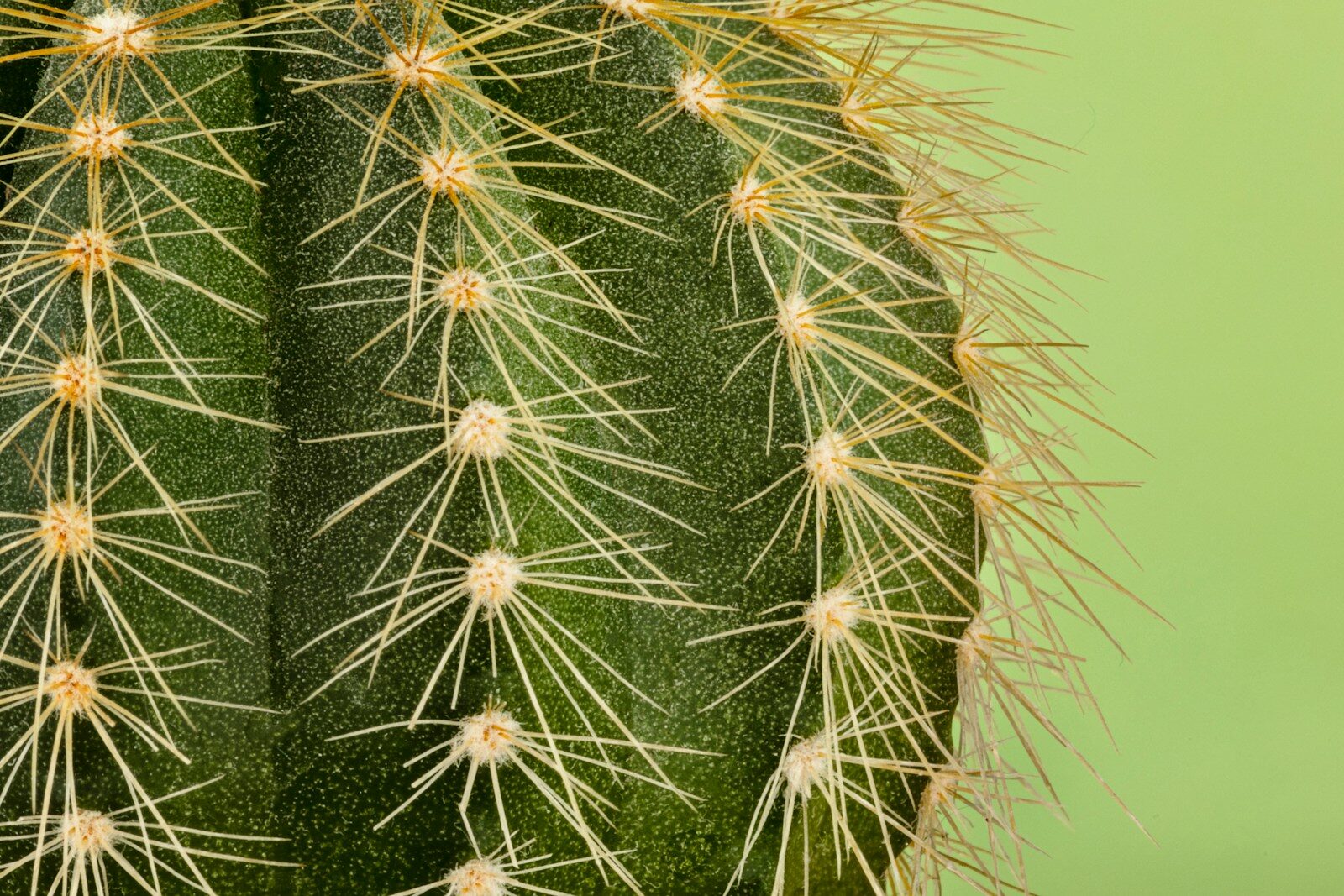 Close-up of a green cactus with sharp spines