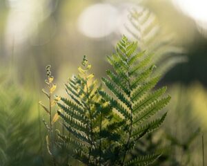 Close-up of green fern leaves with blurred background